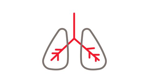 Lungs flat animated icon isolated on a white background